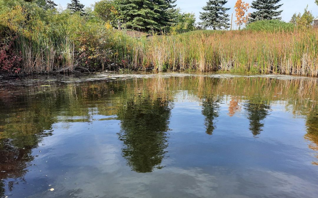 Why A Healthy Riparian Zone is Important