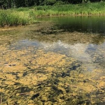 Pond without aeration has resulted in algal blooms