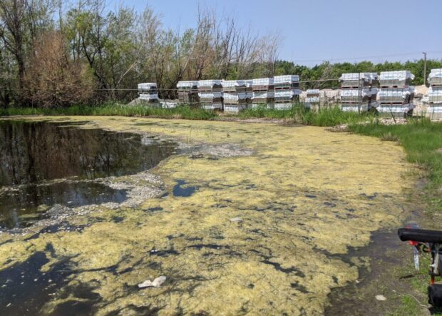What Is Eutrophication?