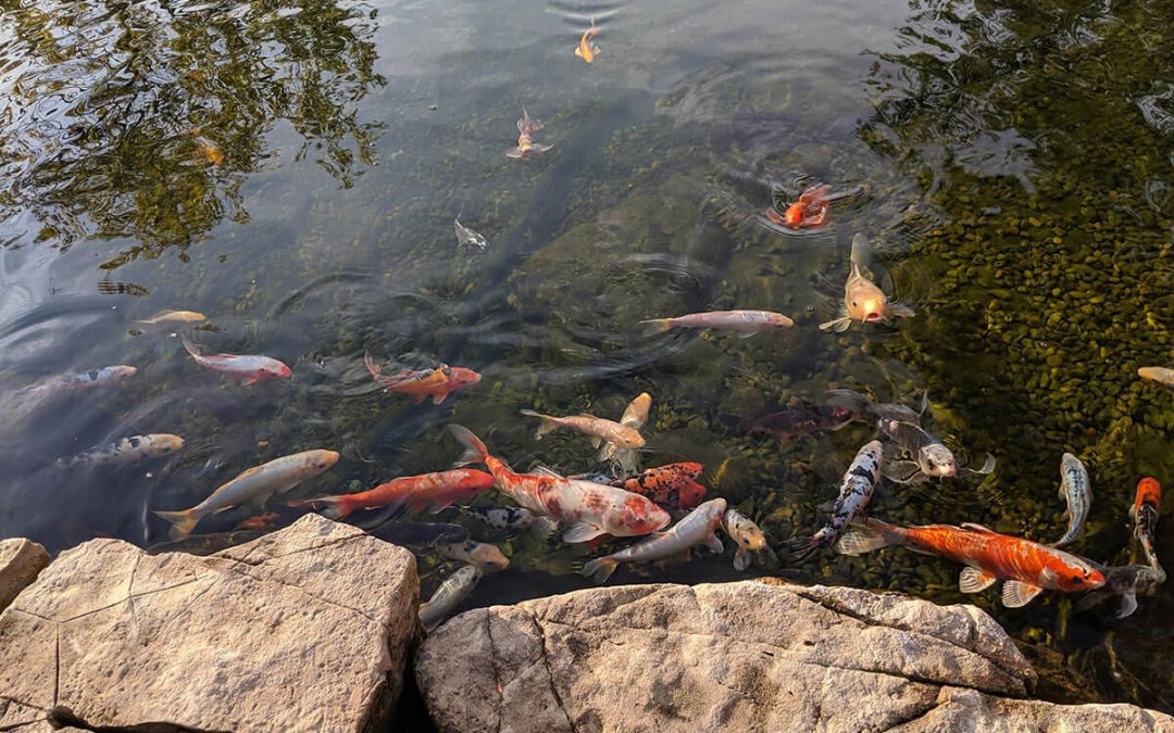 How To Keep Your Goldfish And Koi Safe Throughout The Winter Season