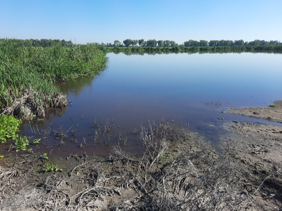 muck-accumulation-at-shoreline pond muck and suspended solids