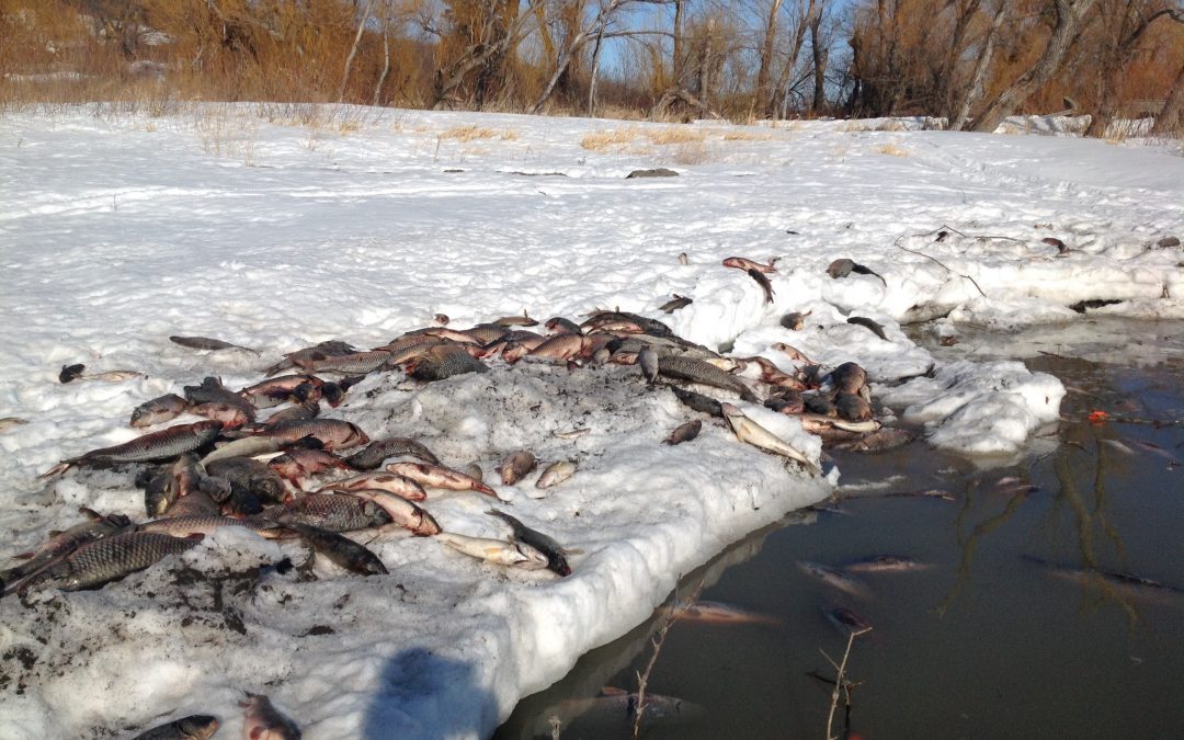 What is Winter Fish Kill? How Can You Prevent Fish Kill?