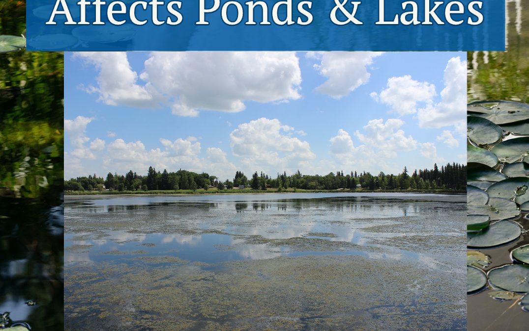 Stagnant Water: How Does It Affect Dugout Ponds, Retention Ponds, And Lakes?